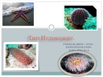 Тип Иглокожие