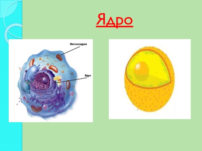 Ядро клетки презентация