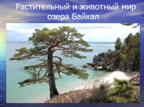 Презентация Растительный и животный мир Байкала