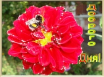 Презентация Открытый урок Бионика