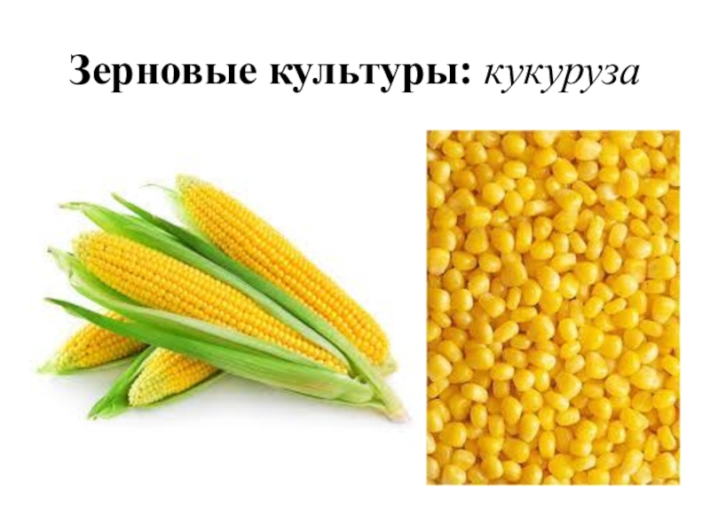 Кукуруза какая культура зерновая