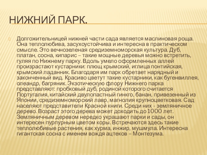 Нижний парк.Долгожительницей нижней части сада является маслиновая роща. Она теплолюбива, засухоустойчива и интересна в практическом смысле. Это