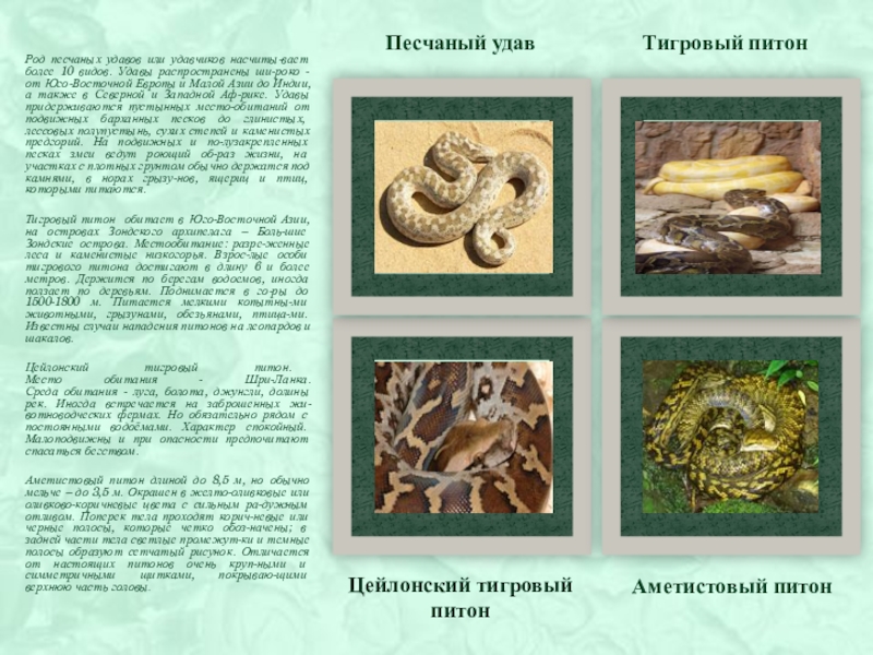 песчаный удавчик в песке. камни в пустыне. песчаный карьер брусова гора. перепончатокрылые потомство. песчаный бархан сарыкум.