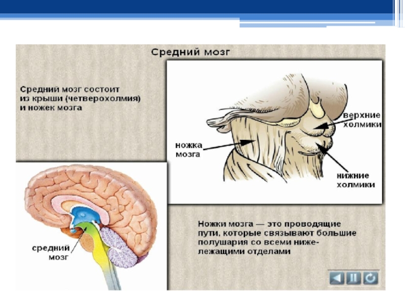 Особенности отдела среднего мозга