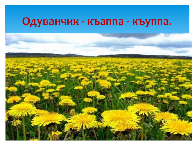 Растения родной. Растения родного края. Цветы родного края. Травы родного края. Растения родного края названия.