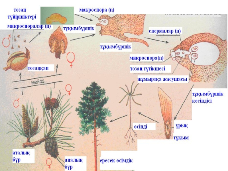 Ашық тұқымдылар презентация