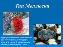 Тип Моллюски, 7 класс