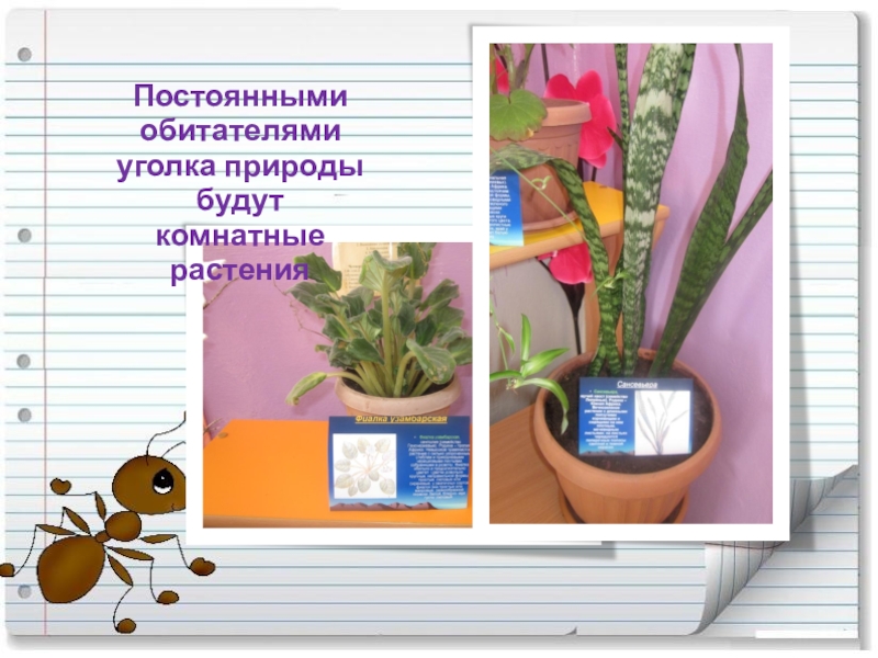 Сочинение описание уголка природы