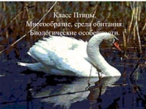 Презентация по биологии на тему: Класс птицы
