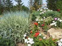 крестоцветные и розоцветные растения