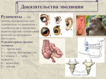 Презентация по биологии на тему Доказательства эволюции