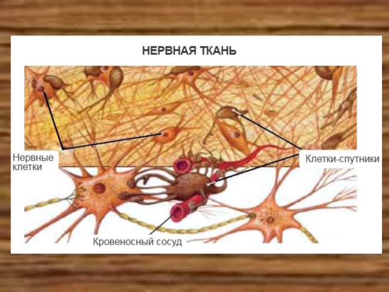 Нервная ткань в организме. Нервная система Нейроны и нейроглия. Клетки-спутники (нейроглия). Клетки спутницы нейронов. Функции клеток спутниц в нервной системе.