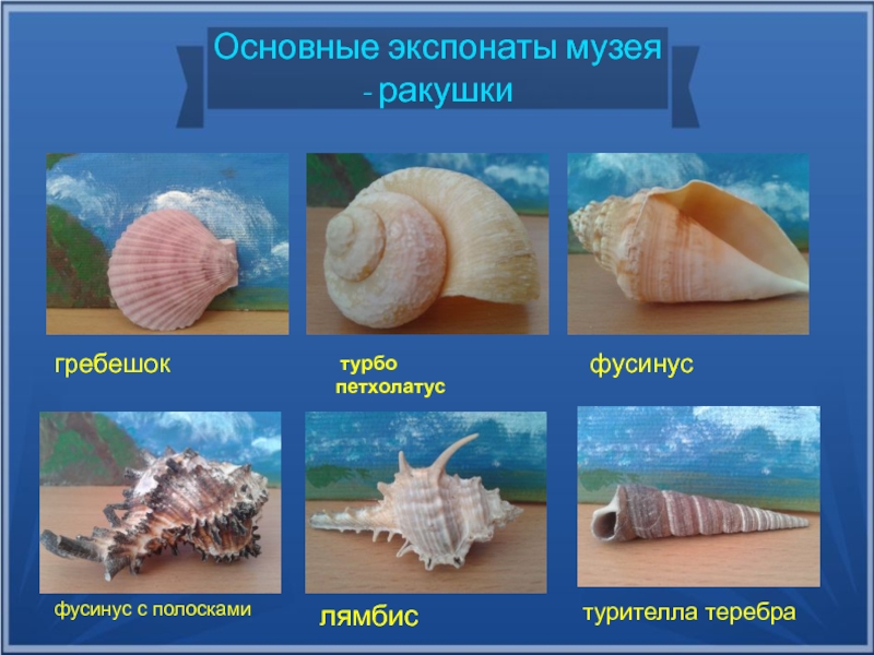 Виды ракушек черного моря и их названия