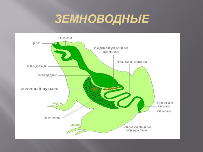 Биология 7 класс органы пищеварения презентация