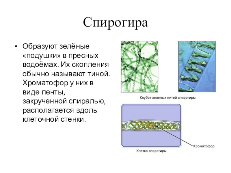Спирогира имеет. Многоклеточная водоросль спирогира. Хроматофор спирогиры. Клетка спирогиры рисунок. Строение клетки водоросли спирогира.