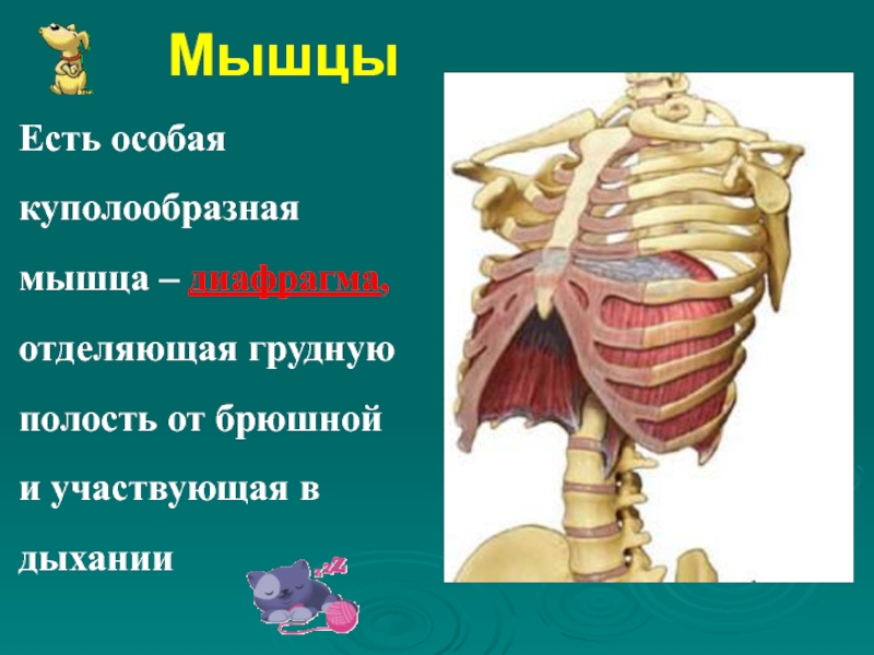 МышцыЕсть особая куполообразная мышца – диафрагма, отделяющая грудную полость от брюшной и участвующая в дыхании