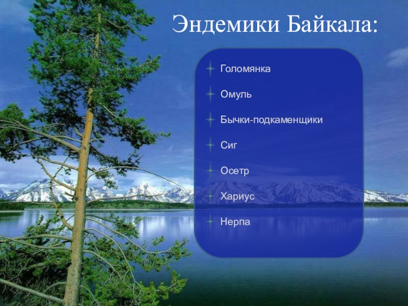 Тема озера 8 класс. Озеро Байкал эндемики озера. Эндемики озера Байкал список. Endemics Baikala. Байкальские эндемики.