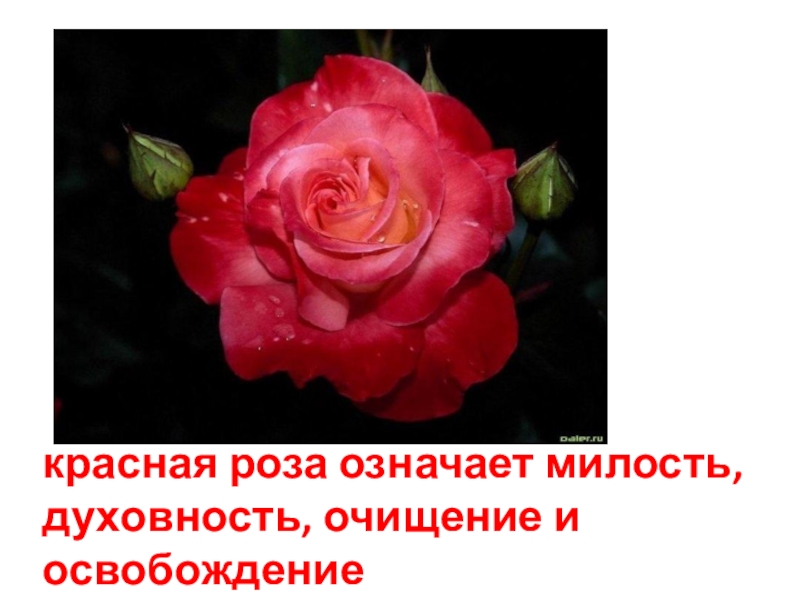 Что означает розовое красное. Язык цветов розы. Красные розы на языке цветов.