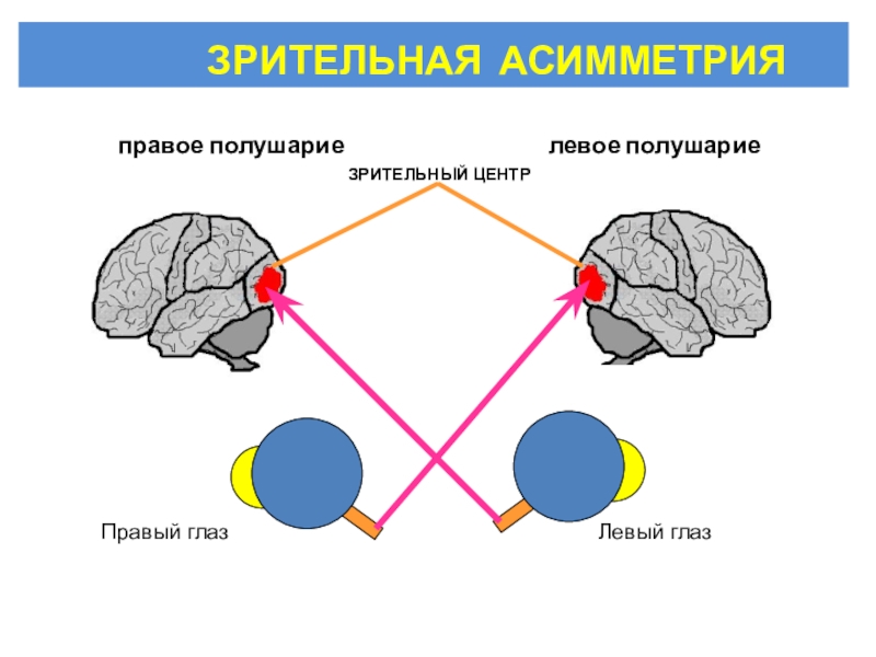 Зрительный мозг