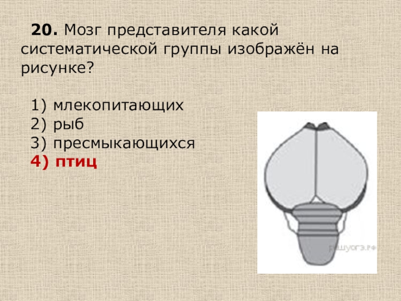 Мозг представителя какой систематической группы изображен на рисунке мозг