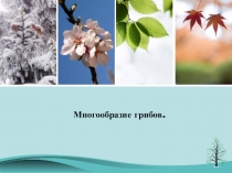 Презентация по теме: Многобразие Грибов.