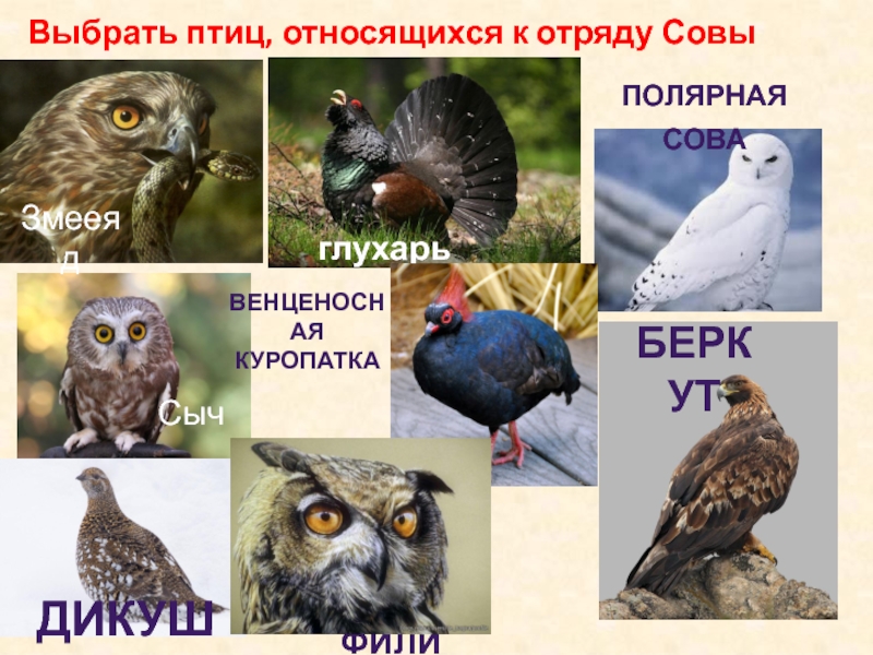 Выбрать птиц, относящихся к отряду СовыглухарьдикушаСычфилинПолярная соваБеркутЗмееядВенценосная куропатка