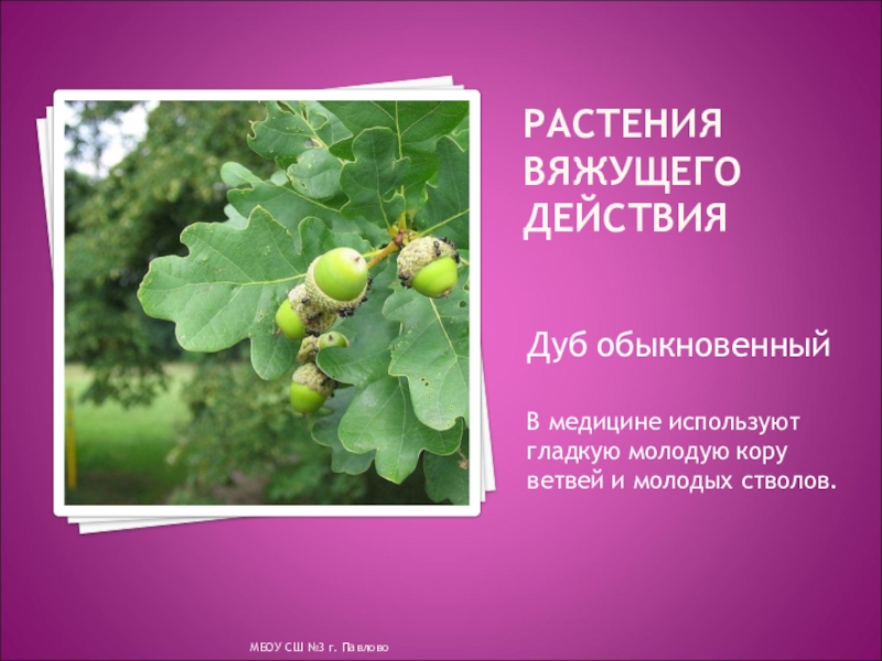 Растения обладающие вяжущим действием. Лекарственные растения оказывающие гемостатическое действие. Растения обладающие вяжущим действием. Вяжущие растения. Вяжущие растения.