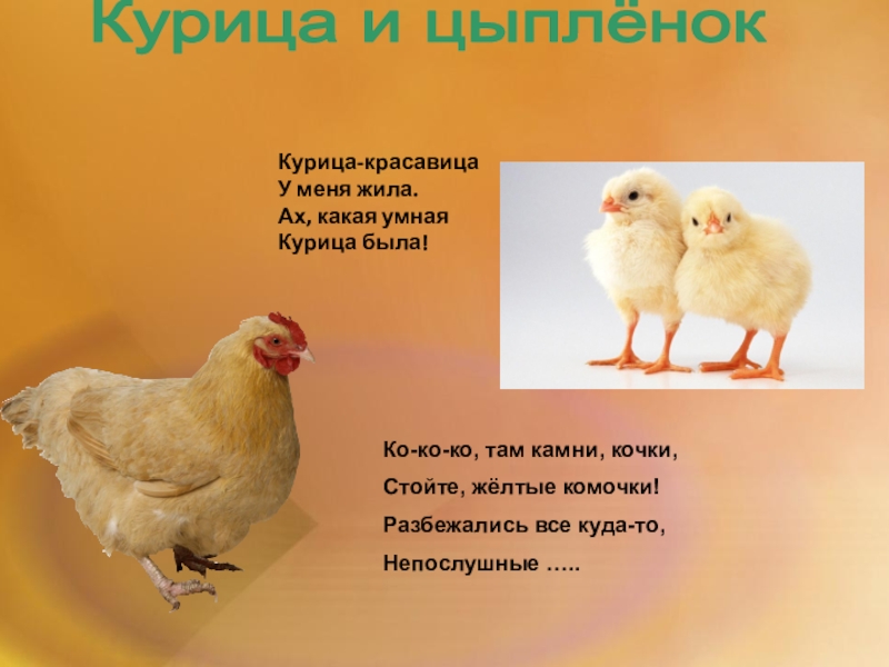 Курица красавица картинки