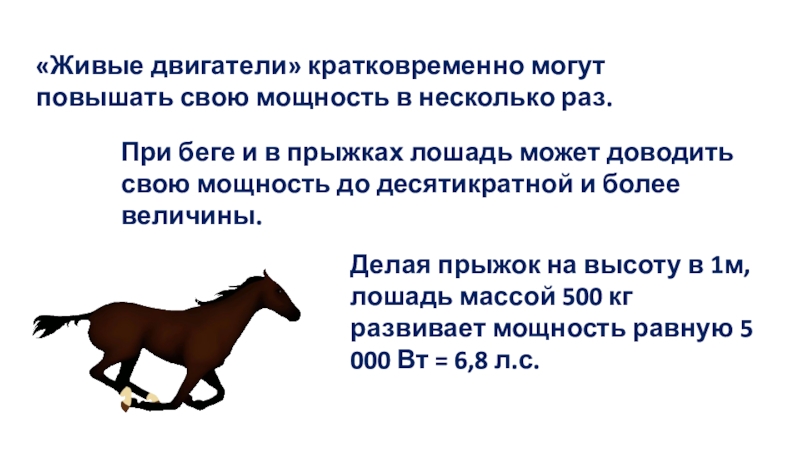 Сколько лошадке лет. Расчет прыжка лошади. Какую максимальную высоту может прыгнуть лошадь. Вес лошади. Скорость быка при беге.
