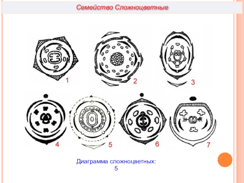 Диаграмма семейства астровые