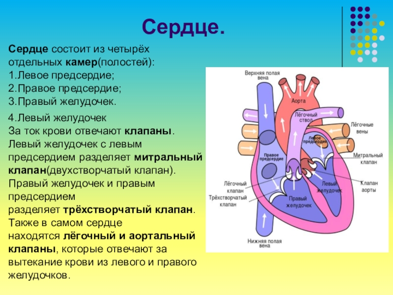 Сердце птиц состоит из камер