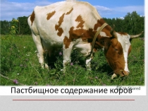 Презентация по сельскохозяйственному труду на тему: пастбищное содержание коров 9 класс