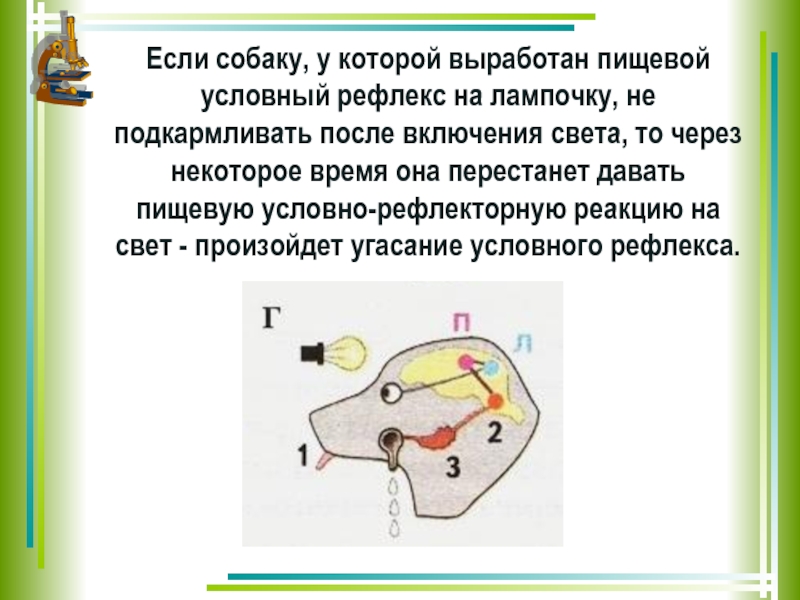 Вклад отечественных ученых в разработку учения о высшей нервной деятельности 8 класс презентация