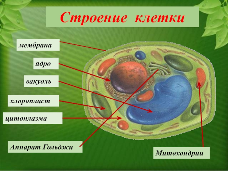 Оболочка ядра клетки растений