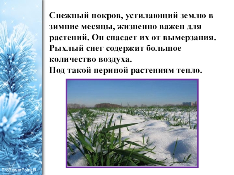 Роль дождя в жизни растений и животных. Роль снега в жизни растений. Снежный Покров для растений. Зима в мире растений. Роль снежного Покрова для растений.