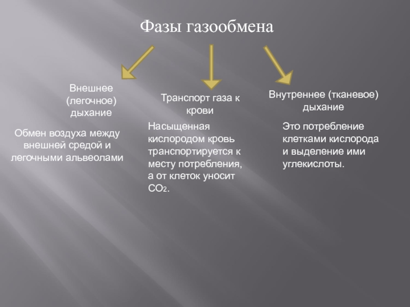 Дыхание транспорта. Фазы газообмена. Этапы внешнего и внутреннего дыхания. Этапы газообмена. Фазы газообмена схема.