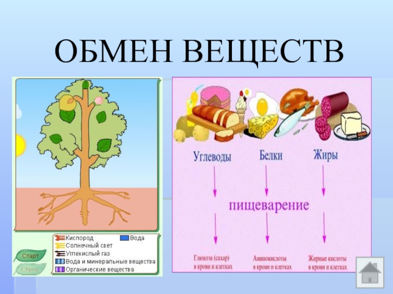 Свойство живого схема