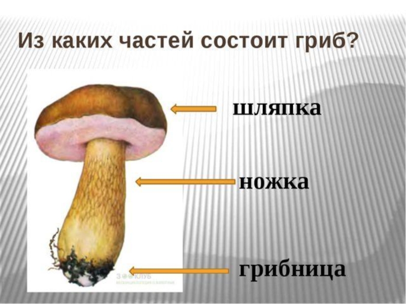 Из чего состоит белый гриб. Гриб строение грибница шляпка ножка. Из каких частей состоит гриб. Строение шляпки шляпочного гриба. Как называются части гриба.