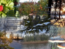 Проверочная работа по теме Цветок.Соцветия.