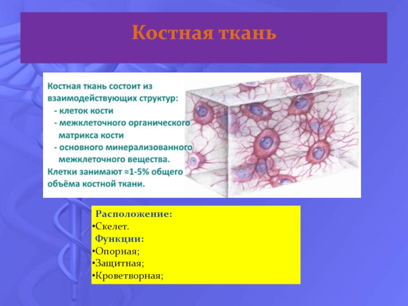 Ткань какое вещество. Костная соединительная ткань функции. Костная соединительная ткань строение местонахождение и функции. Соединительная ткань костная ткань функции. Особенности строения клеток соединительной костной ткани.