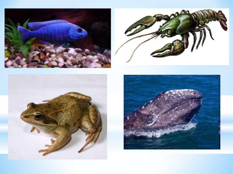 Примеры обитателей среды 5 класс. Обитатели водной среды обитания. Обитатели водной среды для детей. Наземно водные животные. Обитатели водной среды названия.