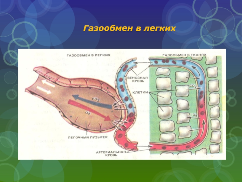 Газообмен какая ткань. Газообмен в легких. Схема газообмена в организме. Газообмен в легких рисунок. Тканевый газообмен.