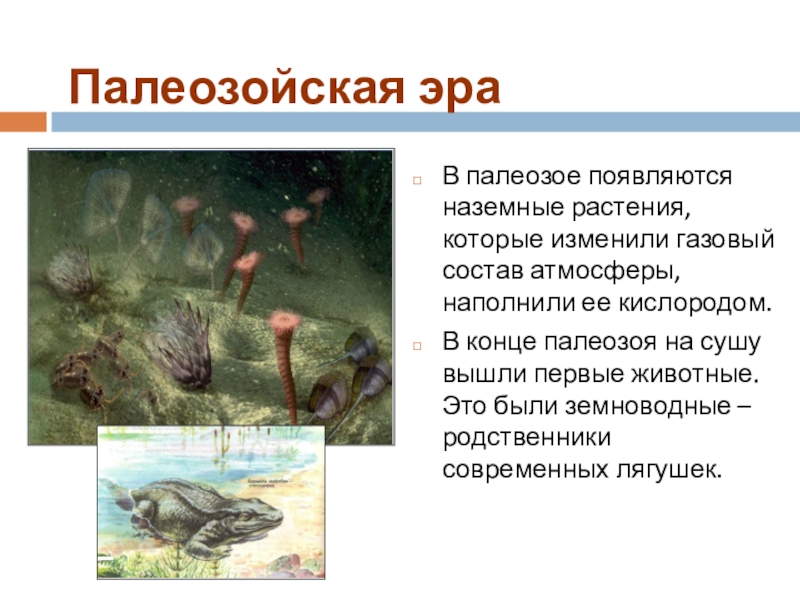 В палеозой появились. Моллюски палеозойской эры. Палеозойская Эра (Эра древней жизни). Палеозойская Эра растительный и животный.