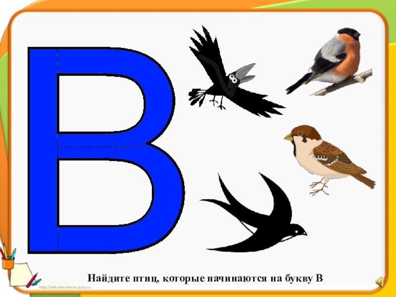 Птица 2 буквы. Птицы на букву а. Птица на букву б. Птица на букву е. Название птиц на букву с.