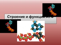 Презентация по биологии по теме АТФ
