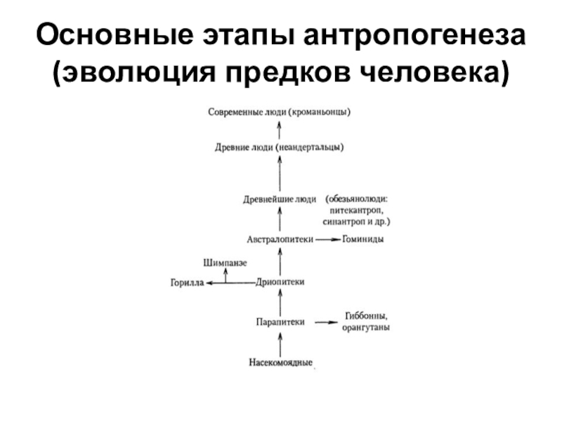 Установите последовательность антропогенеза человек. Основные этапы антропогенеза схема. Этапы эволюции антропогенеза. Основные этапы этапы антропогенеза. Стадии антропогенеза таблица.