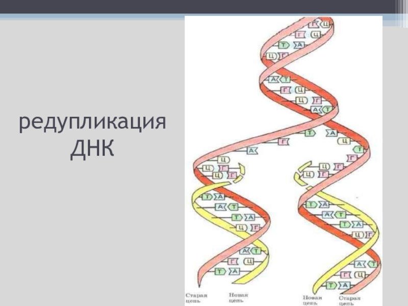 Редупликация это. Редупликация молекул ДНК. Схема редупликации ДНК. Процесс редупликации молекулы ДНК. Репликация и редупликация.