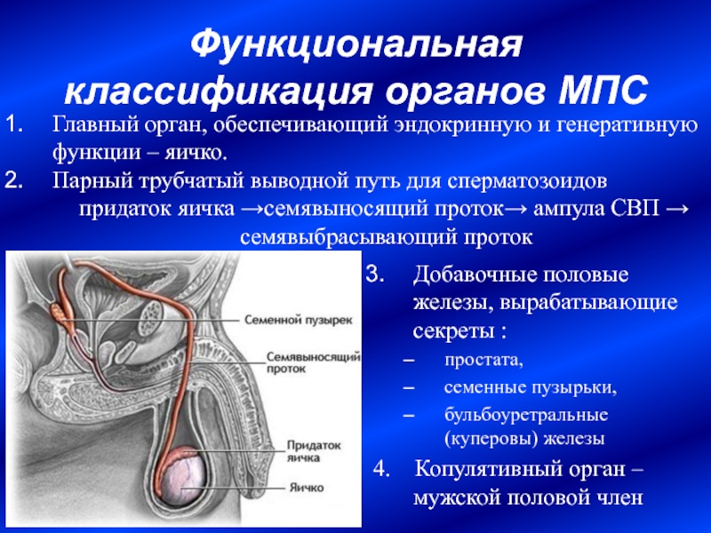 Анатомия и физиология мужской репродуктивной системы презентация