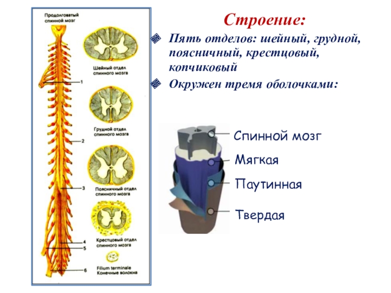 Презентация по биологии 8 класс спинной мозг