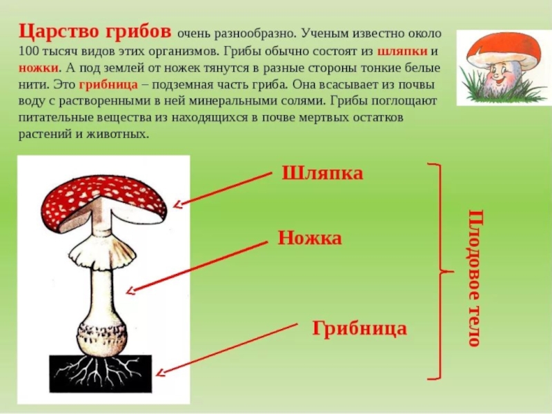 Проект по биологии 5 класс про грибы